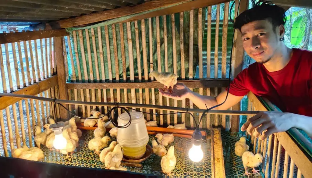Burg at farm with chickens