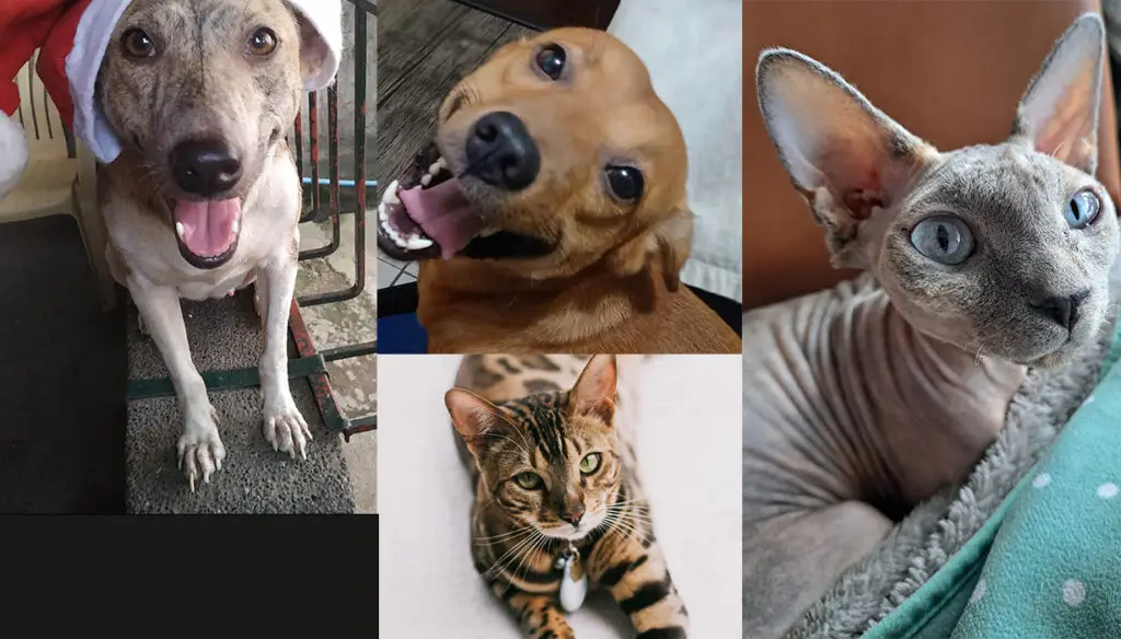 Pets of Hudson RPO