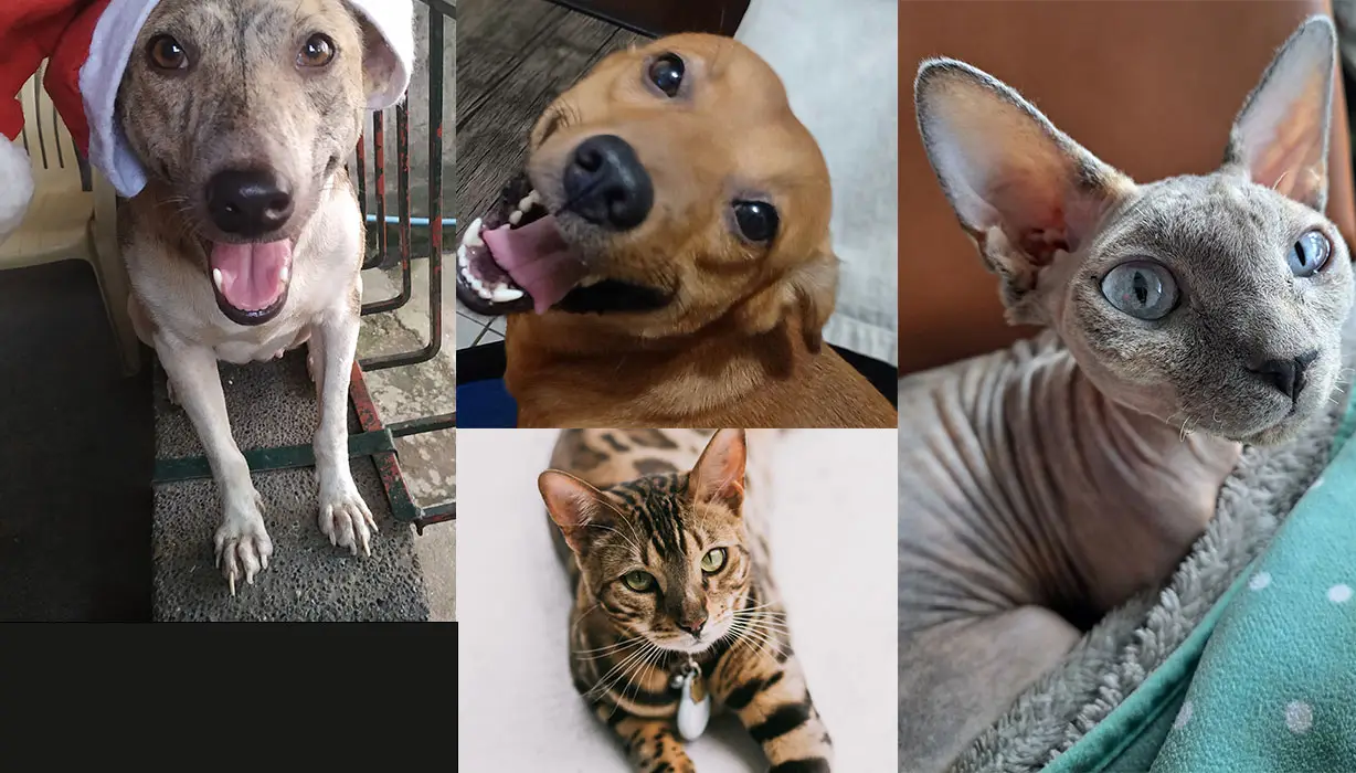 Pets of Hudson RPO