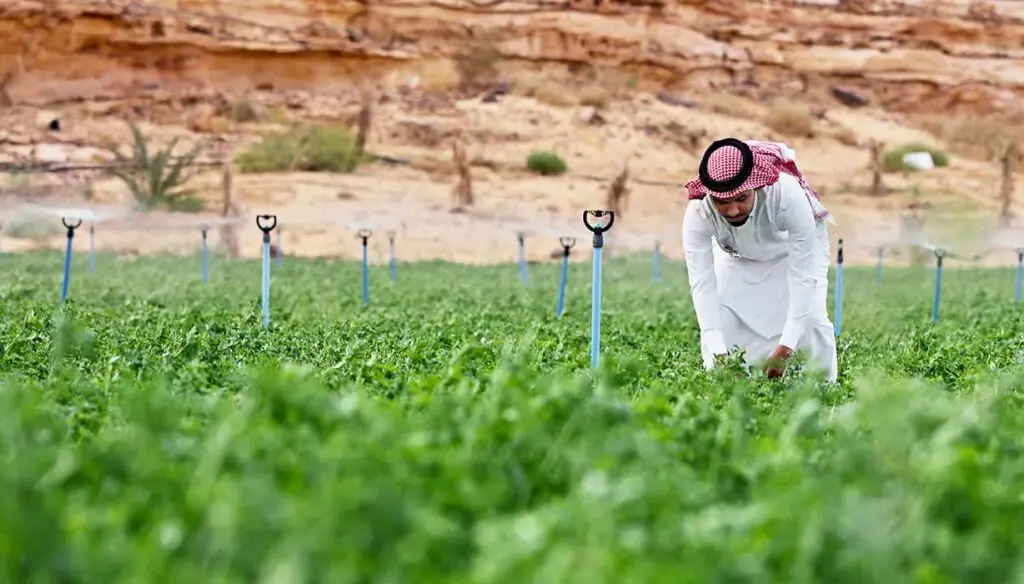 Saudi Man Walking Through Alfalfa Field On Oasis Farm