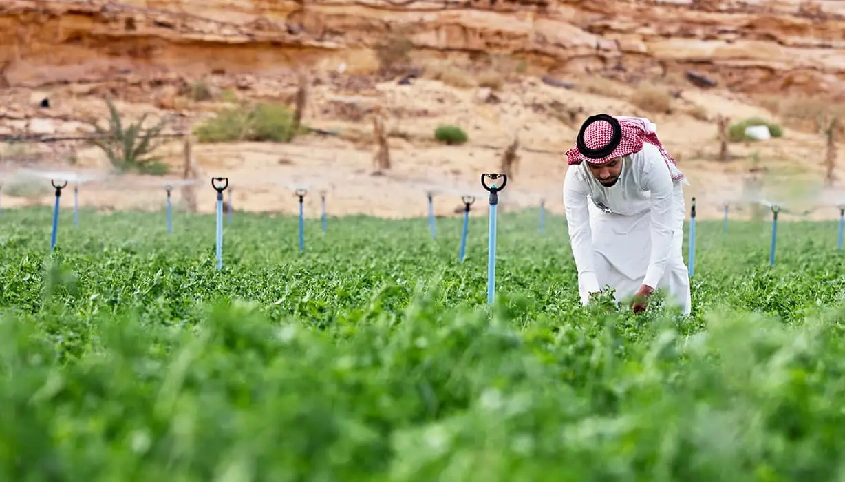 Saudi Man Walking Through Alfalfa Field On Oasis Farm